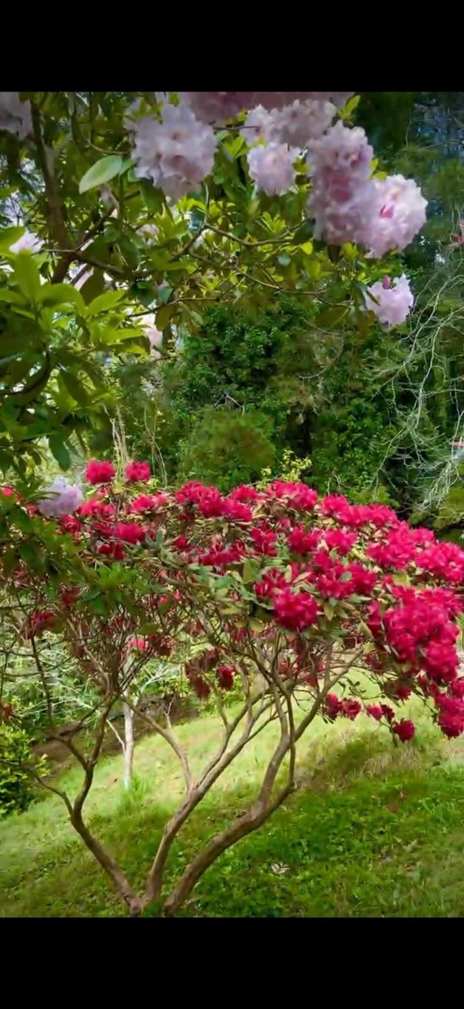 Melbourne Topview Villa In Dandenong Ranges Near Skyhigh Kalorama Екстериор снимка