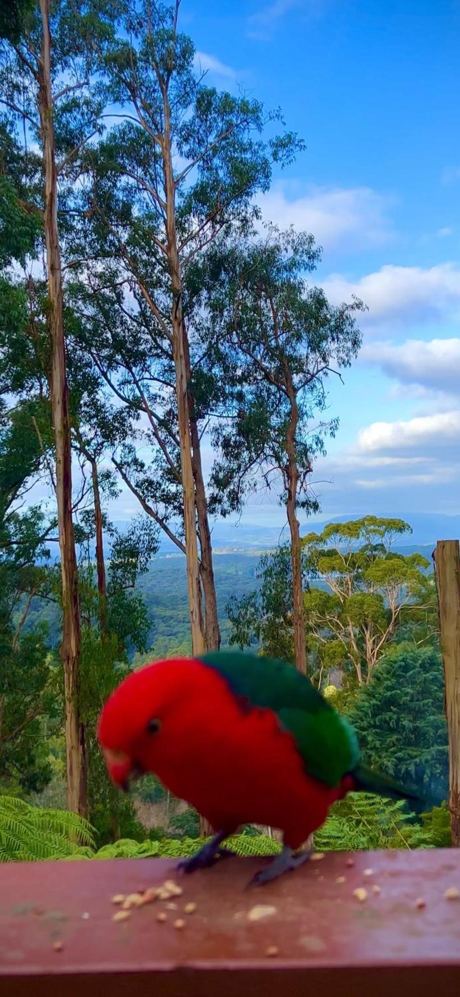 Melbourne Topview Villa In Dandenong Ranges Near Skyhigh Kalorama Екстериор снимка